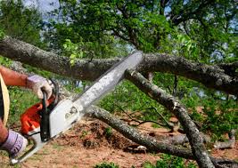 Janesville, WI Tree Removal and Landscaping Services Company